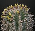 horrida, Euphorbia polygona